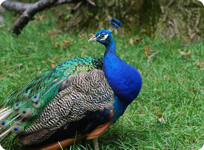 Павлины и фазаны
