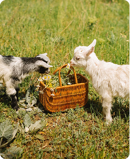 Школа верховой езды