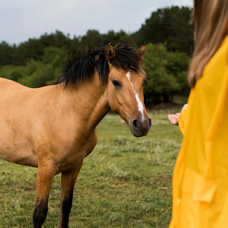 Иппотерапия