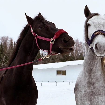 Иппотерапия